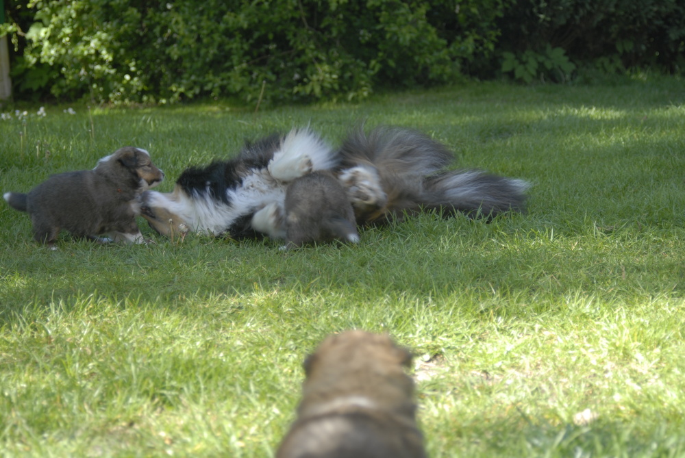 Tami c'est beaucoup amusée avec les chiots. Ici Fandzy.